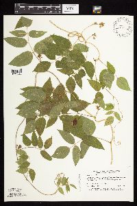 Apios americana image