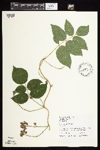 Apios americana image