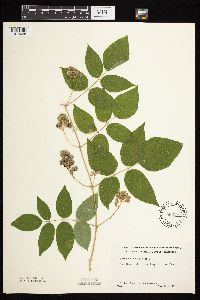 Apios americana image