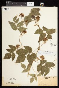 Apios americana image