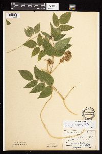 Apios americana image