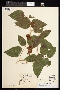 Apios americana image