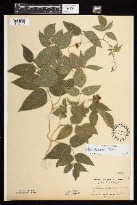 Apios americana image