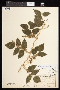 Apios americana image