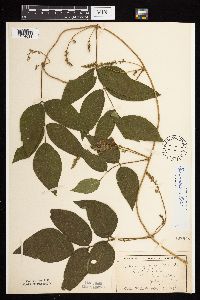 Apios americana image