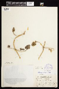 Apios americana image