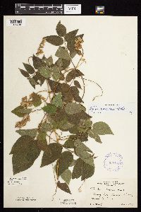 Apios americana image