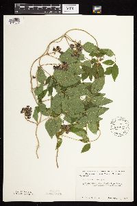 Apios americana image