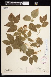 Apios americana image