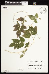 Apios americana image