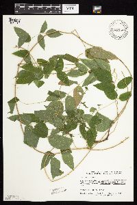 Apios americana image