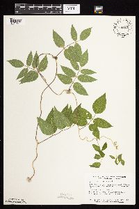 Apios americana image