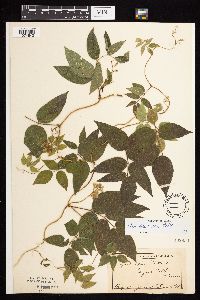 Apios americana image