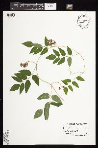 Apios americana image