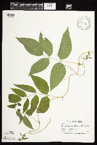 Apios americana image