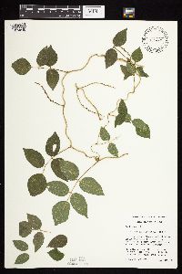 Apios americana image