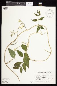 Apios americana image