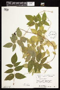 Apios americana image