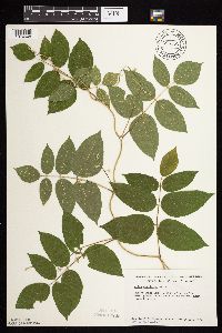 Apios americana image