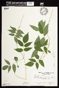 Apios americana image