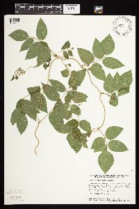 Apios americana image