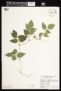 Apios americana image