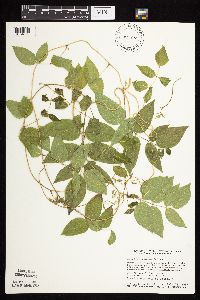 Apios americana image