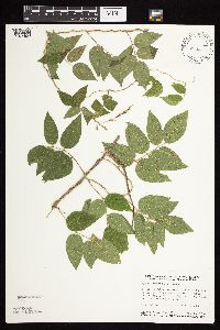Image of Apios americana