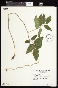 Apios americana image