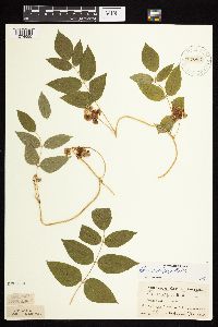 Apios americana image