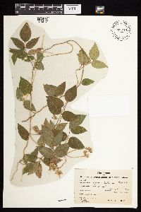 Apios americana image