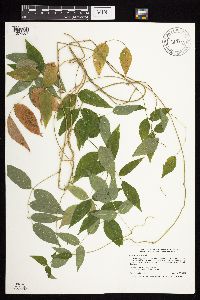 Apios americana image