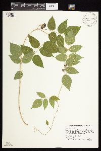 Apios americana image