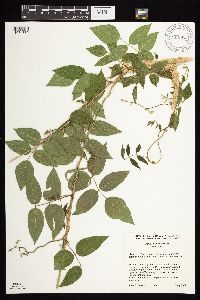 Apios americana image