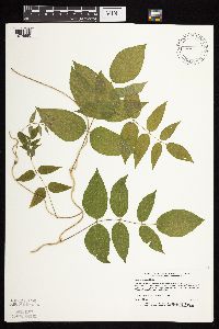 Apios americana image