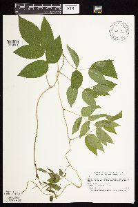 Apios americana image