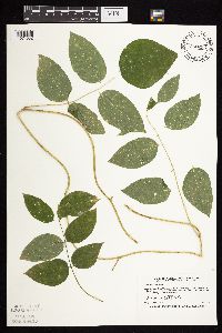 Apios americana image