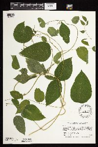 Apios americana image