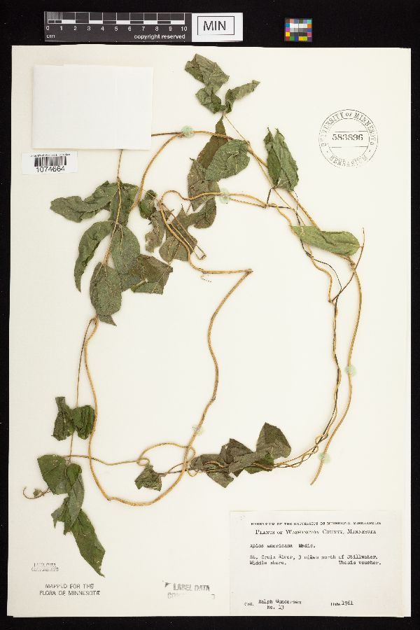 Apios americana image