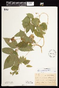 Apios americana image