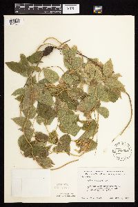 Apios americana image