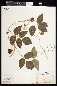 Apios americana image