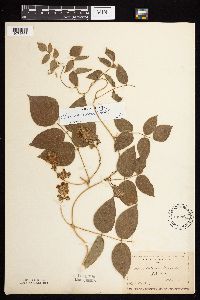 Apios americana image