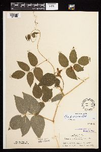 Apios americana image