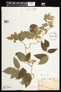 Apios americana image