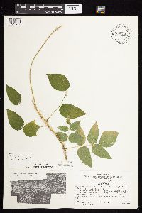 Apios americana image