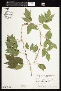 Apios americana image