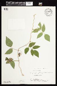 Apios americana image