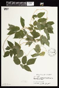 Apios americana image