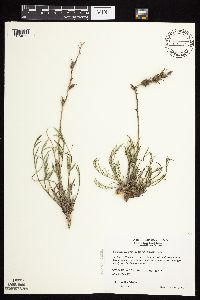 Astragalus laxmannii image